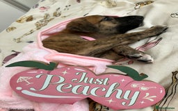 Mixed Breed dogs for sale: German shepherd x Lurcher puppies  - Image 9