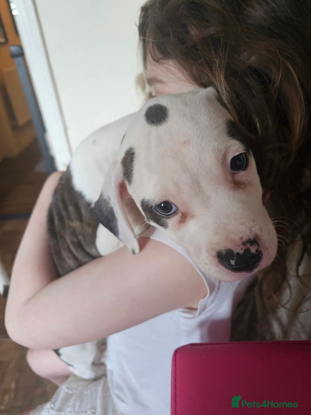 Mixed Breed dogs for sale: Staffordshire bull terrier cross puppies  - Advert 8