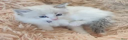 Siberian cats for sale: Soft and fluffy Siberian Neva Masquerade Kittens - Advert 14