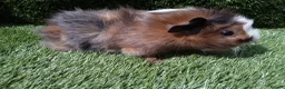 Guinea Pig rodents for sale: ABYSSINIAN BOYS - Advert 3