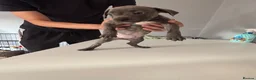 Staffordshire Bull Terrier dogs for sale: Staffordshire bull terriers  - Advert 5
