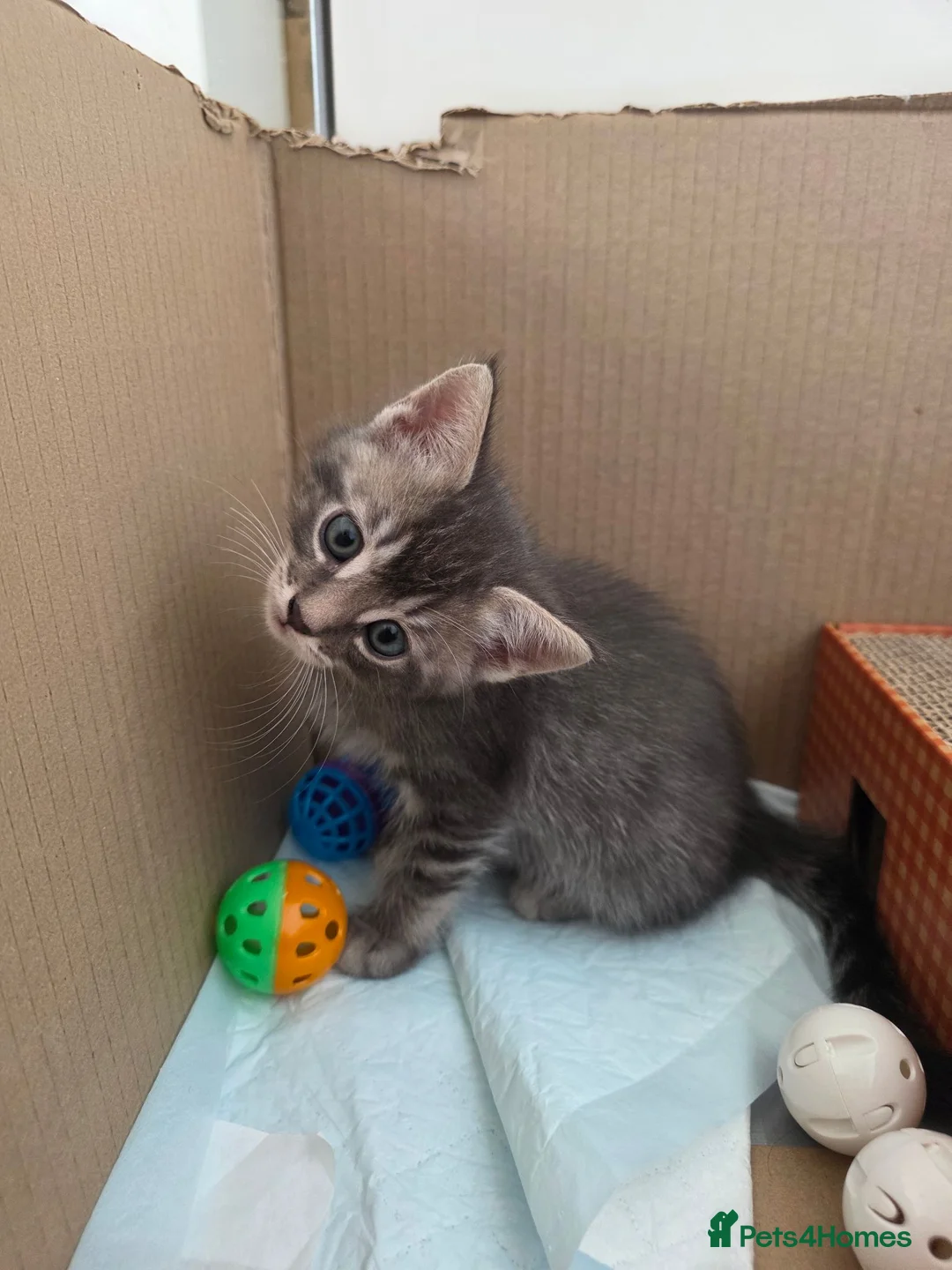 Ragcoon cats for sale: 3 beautiful Ragcoon kittens in Bishop's Stortford - Advert 6