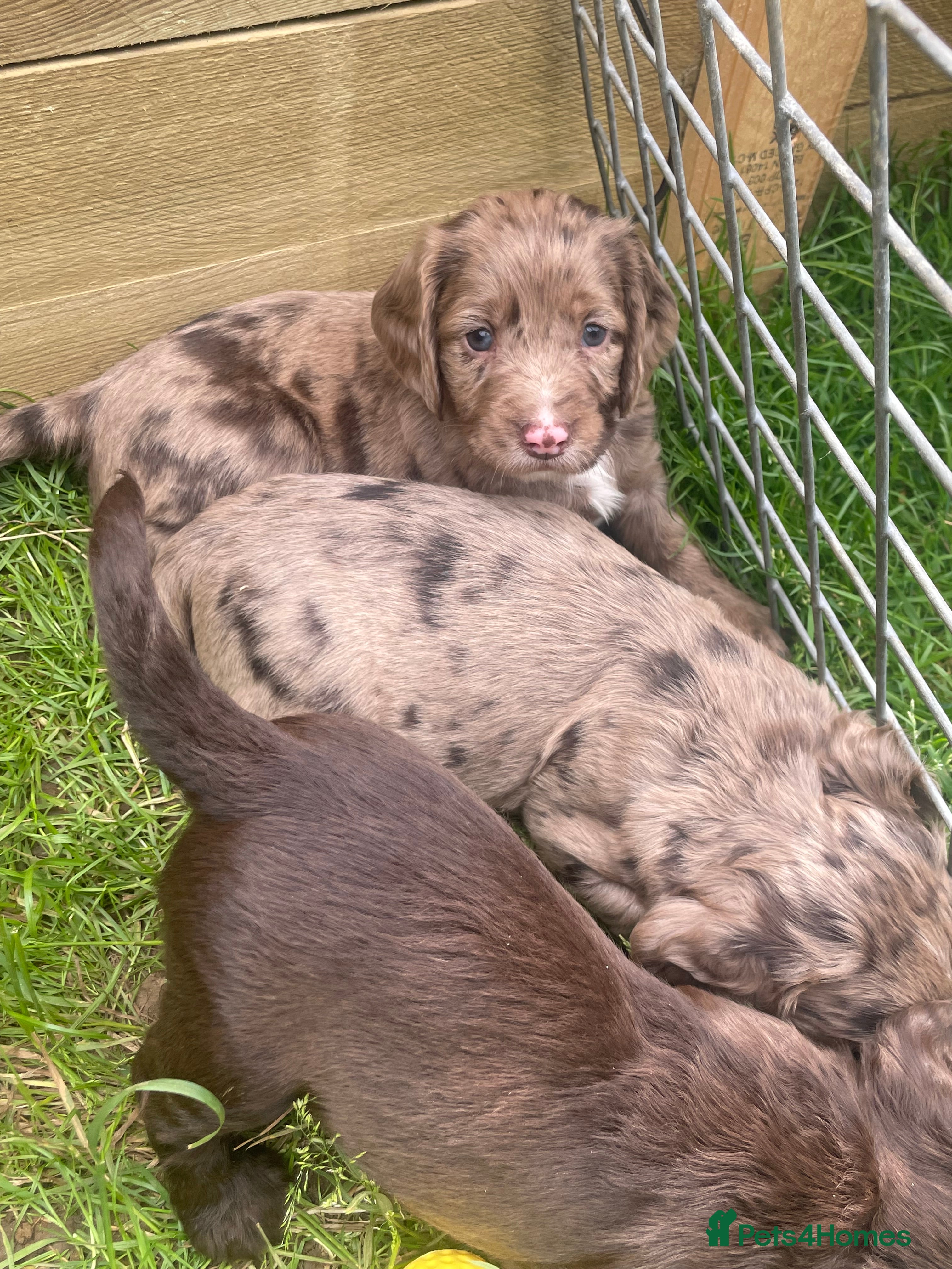 Cocker Spaniel dogs Working cocker spaniels - Advert 2