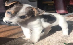 Jack Russell dogs for sale: Miniature Jack Russell puppies  - Image 3