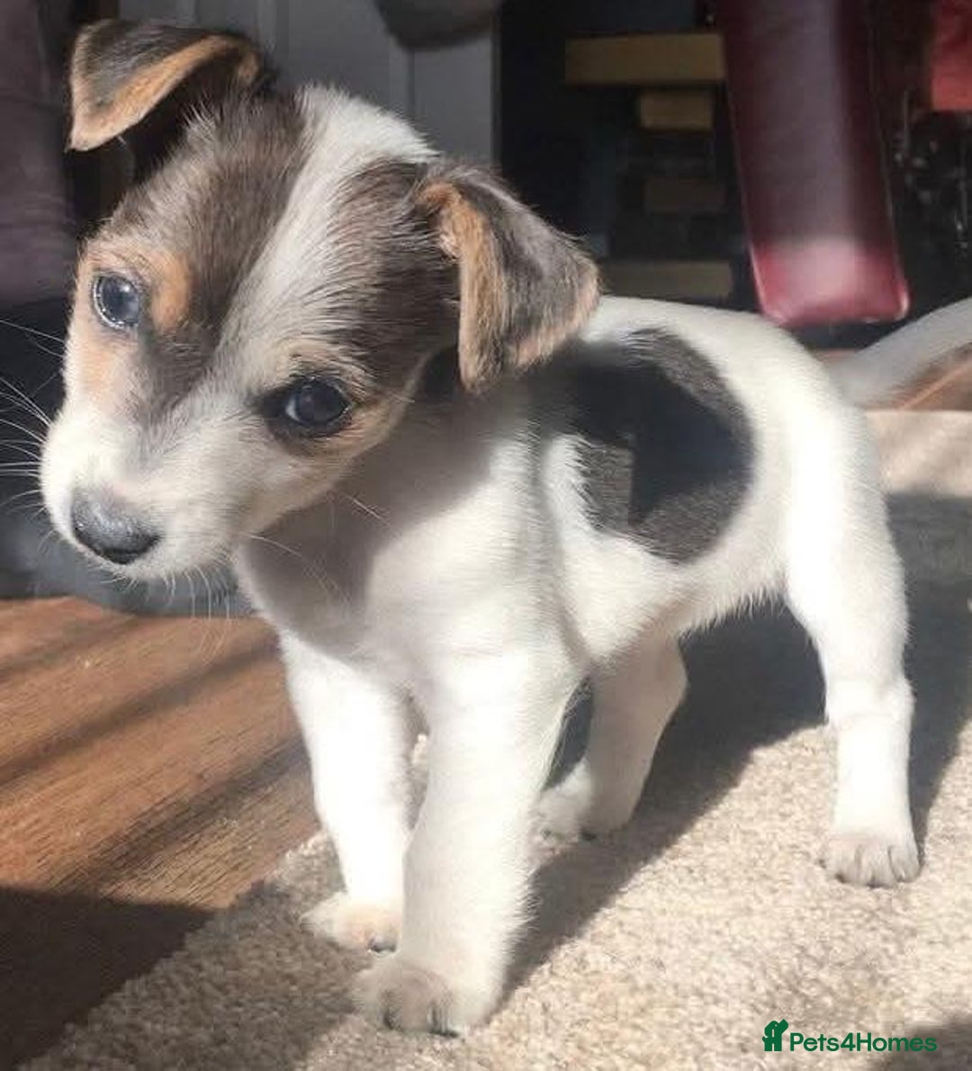Jack Russell dogs for sale: Miniature Jack Russell puppies  - Image 3