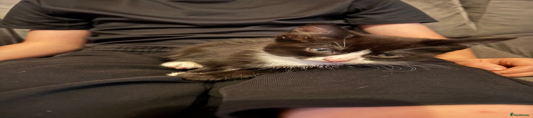 Mixed Breed Kitten 1