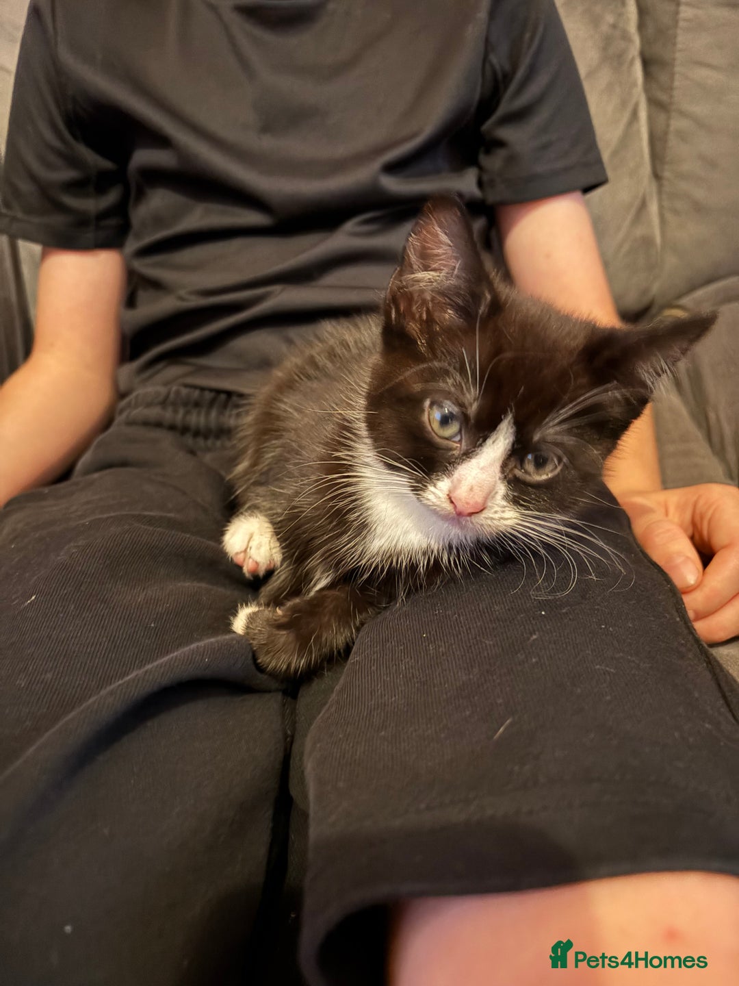 Mixed Breed cats for sale: Black and white tuxedo kittens - Image 6