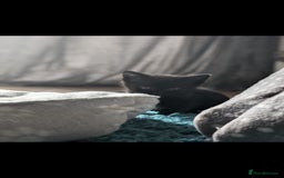 British Longhair cats for sale: 2 beautiful black kittens for sale  - Image 1