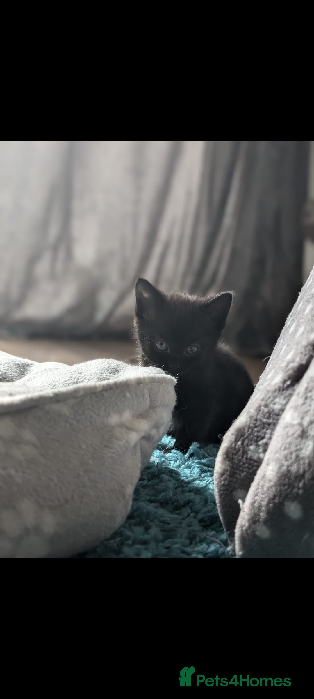British Longhair cats for sale: 2 beautiful black kittens for sale  - Image 1