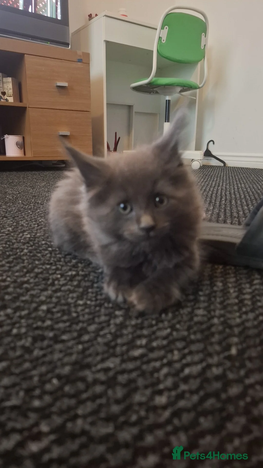 Maine Coon cats for sale: Maincoon x - Advert 4