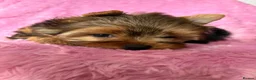 Yorkshire Terrier dogs for sale: Beautiful Yorkshire terrier pups🩵🩷 - Advert 18