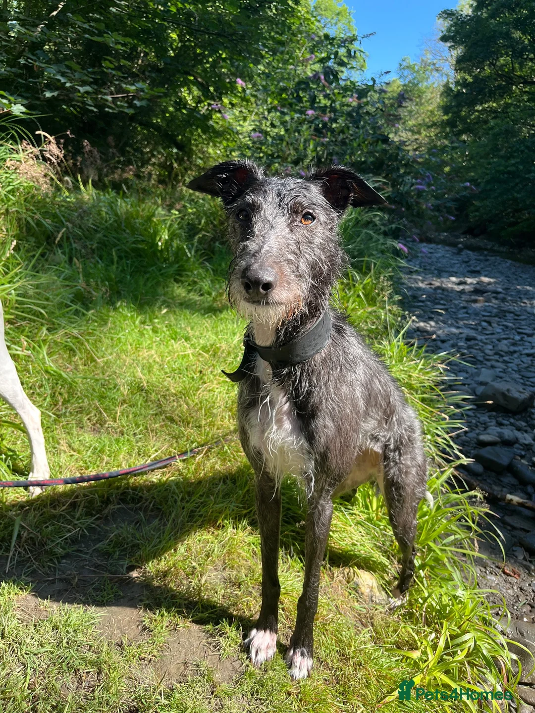 Lurcher dogs for sale: 6 year old Lola.🦮 in Shrewsbury - Advert 2
