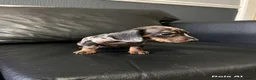 Miniature Dachshund dogs for sale: Beautiful Dapple Miniature Dachshund Puppy - Advert 7