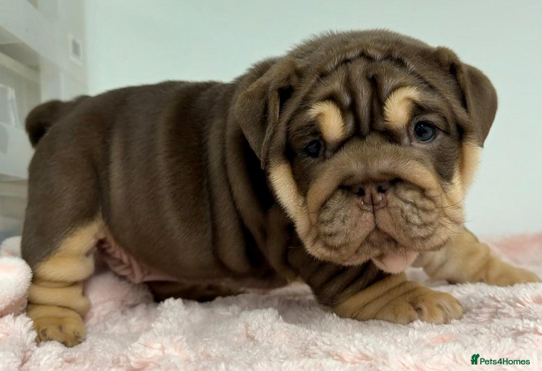 English Bulldog dogs for sale: *Stunning* KC English bulldog puppies ready soon!! - Advert 16