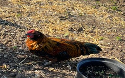 Chickens poultry for sale: 3 beautiful cockerels to rehome  - Image 1