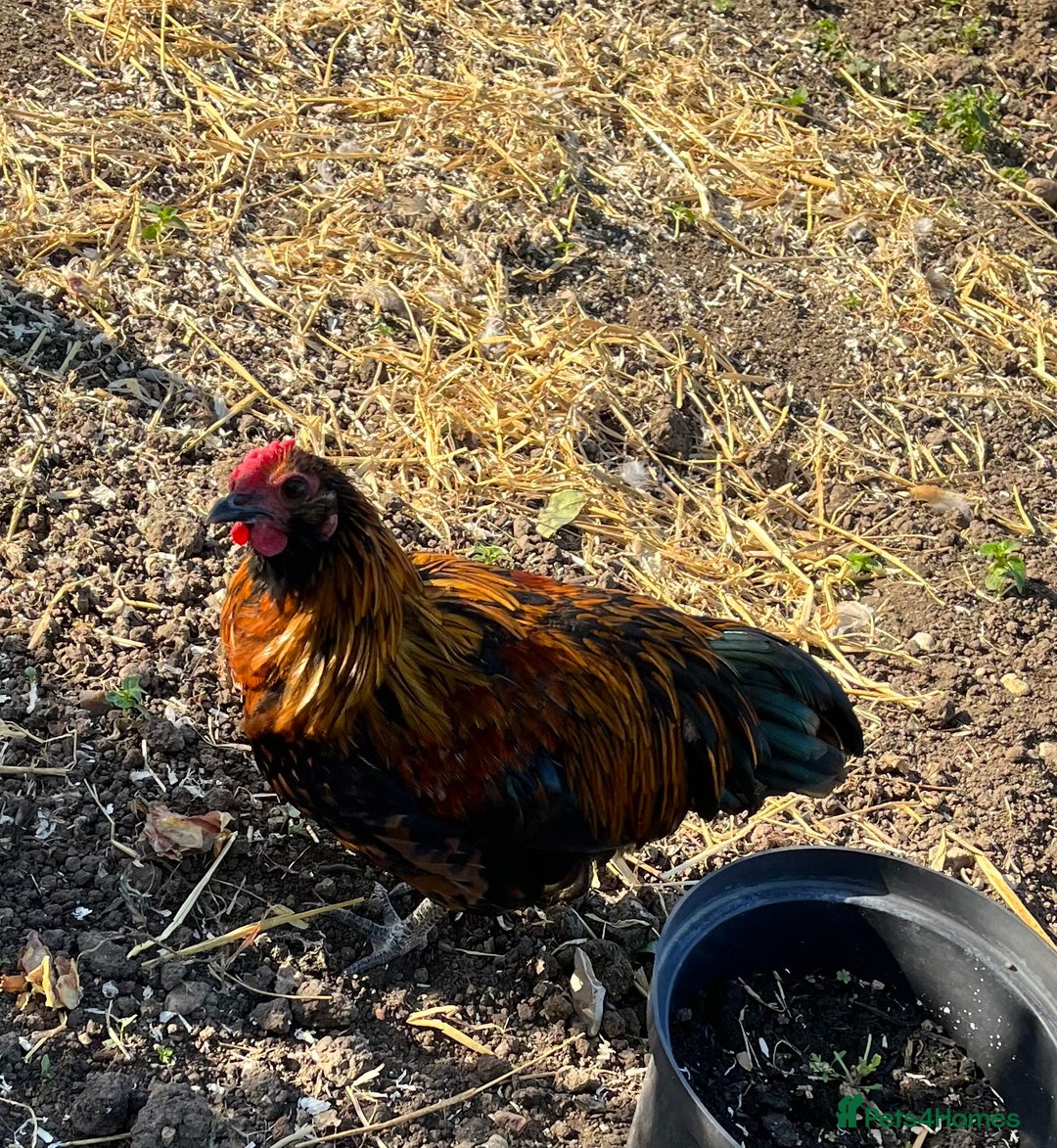 Chickens poultry for sale: 3 beautiful cockerels to rehome  - Image 1