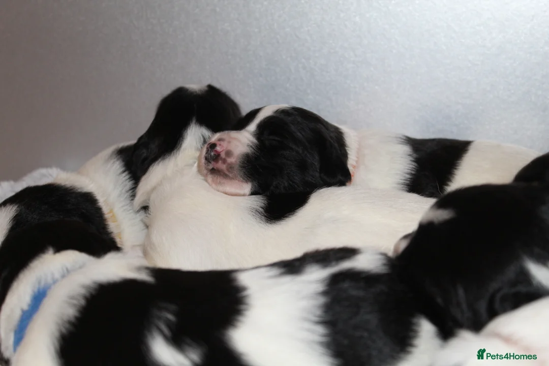 Sprollie dogs for sale: Intelligent & Affectionate Sprollie Puppies  - Advert 9