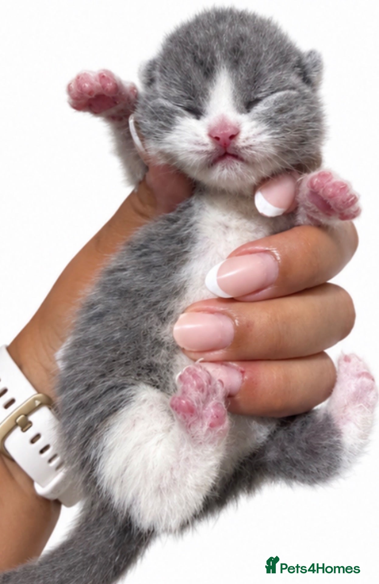 British Shorthair cats Exceptional quality British shorthair kittens  - Advert 2