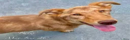 Mixed Breed dogs for adoption: Rolex. 7 months approx. Available for adoption. in Brixham - Advert 6