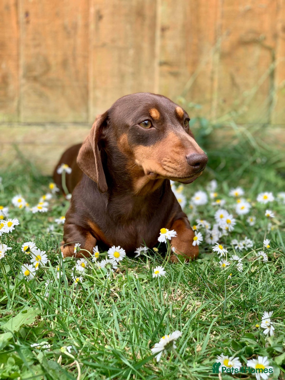 Miniature Dachshund dogs for sale: 4 Mini smooth kc reg dachshund puppies  - Advert 2