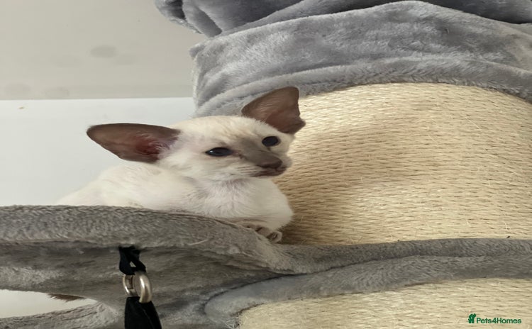 Siamese cats - Advert 1