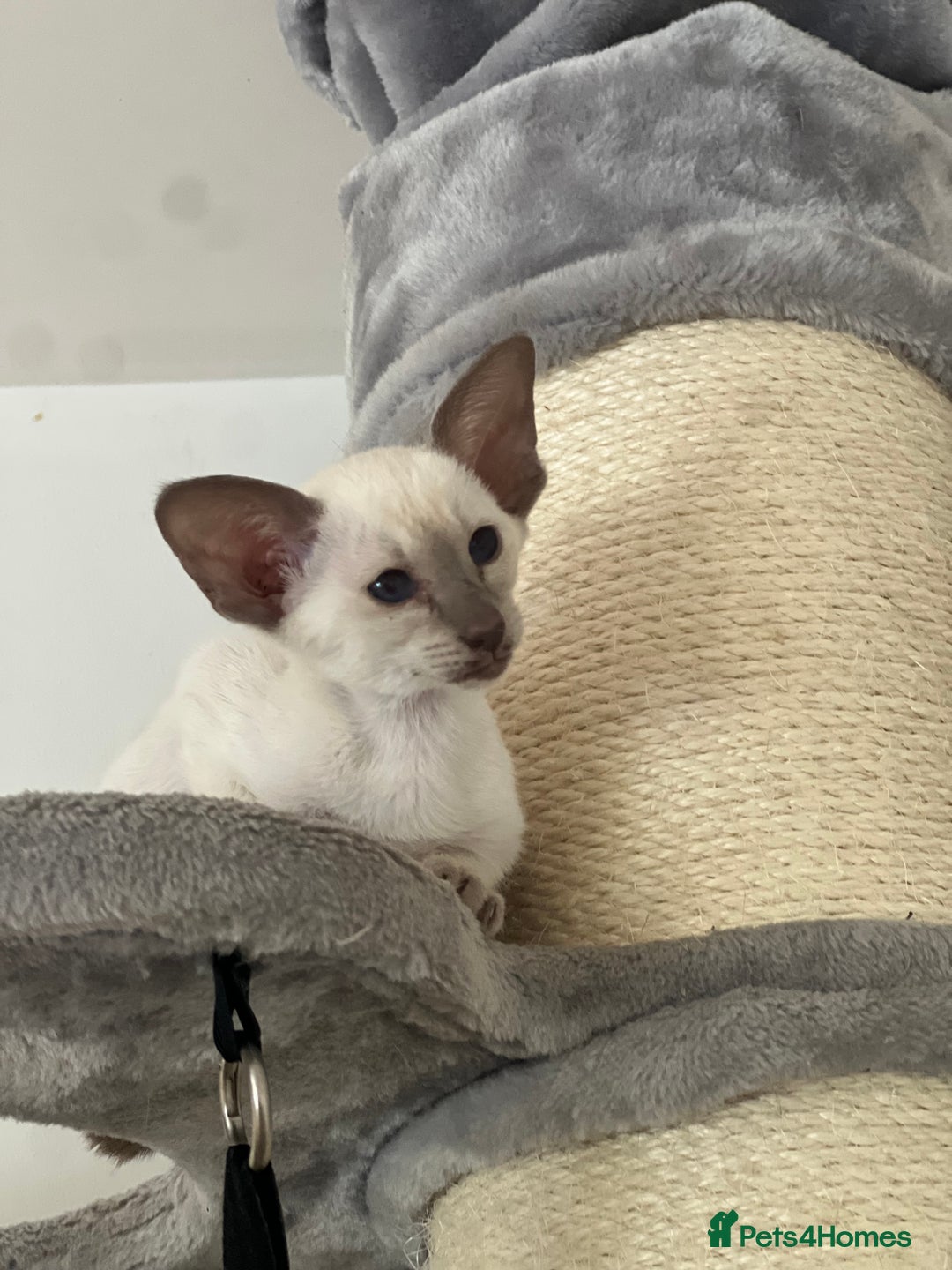 Siamese cats for sale: Lilac Siamese boy  - Image 1