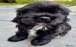 Mixed Breed dogs for sale: Mixed breed sm/md puppies  - Image 5