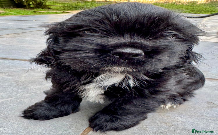 Mixed Breed dogs - Advert 6