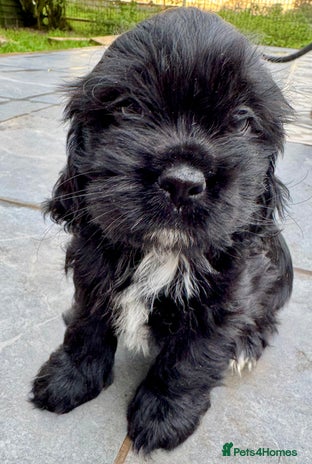 Mixed Breed dogs - Advert 6