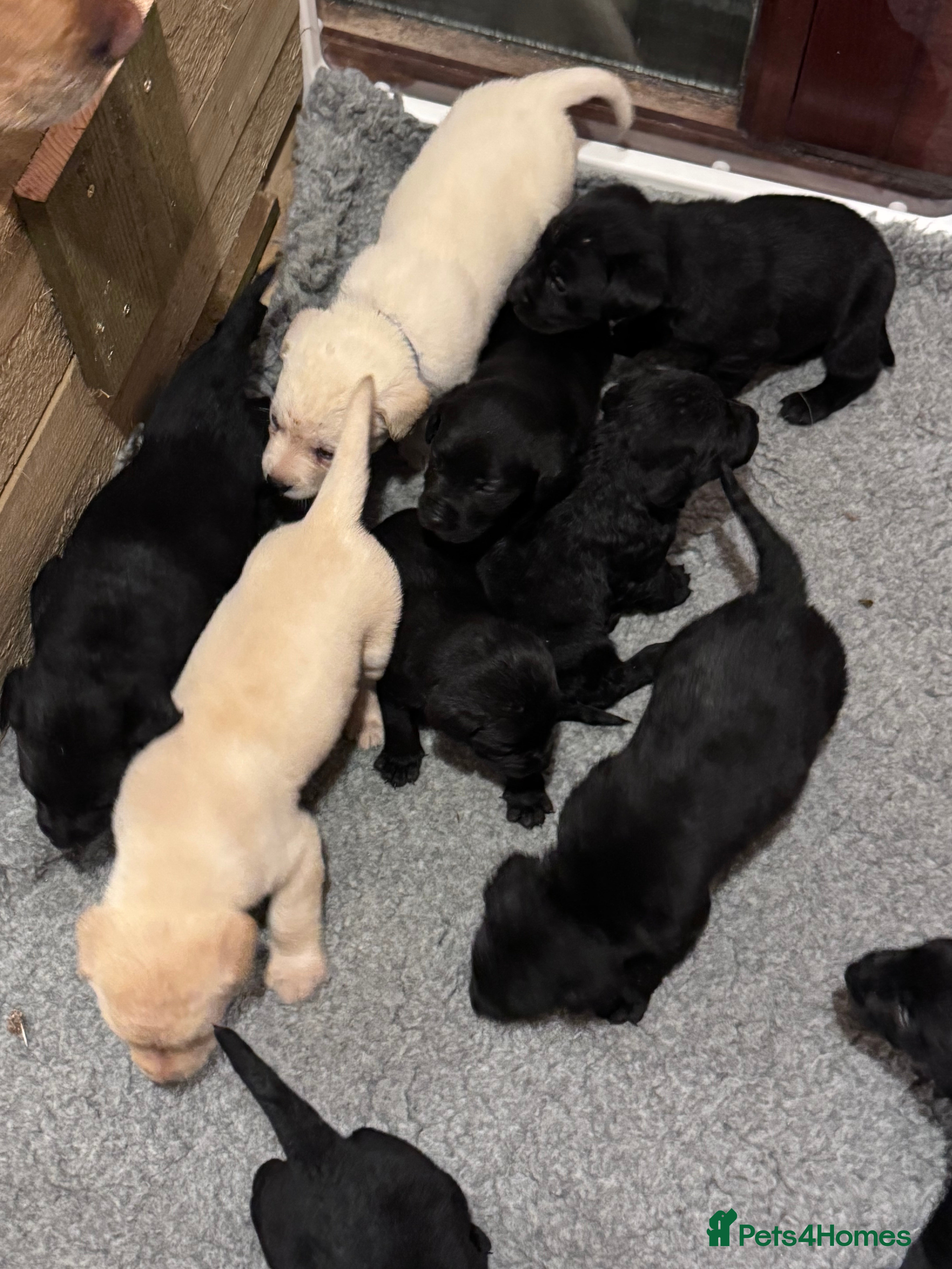 Labrador Retriever dogs KC Reg Labrador Pups - Advert 6