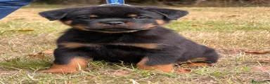 Rottweiler 1