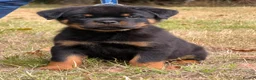 Rottweiler dogs for sale: 🤩 Elite Level XXL Rottweiler puppies 🤩 - Advert 14