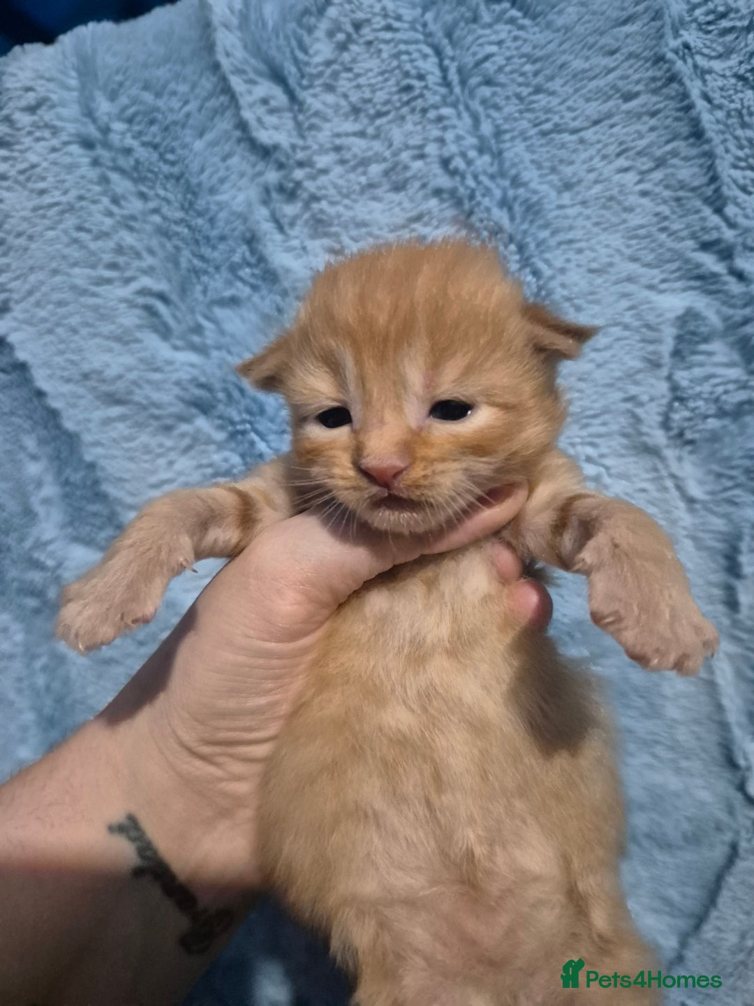 Mixed Breed cats for sale: Gorgeous kittens long and short haired - Image 24