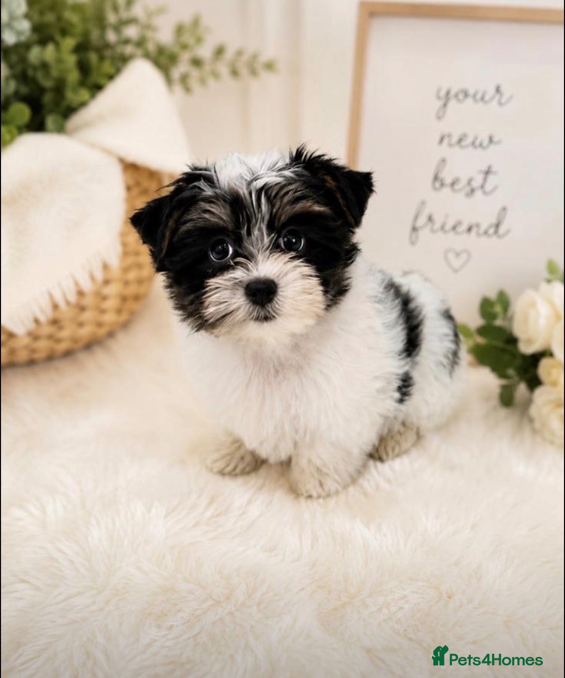 Yorkshire Terrier dogs Miniature Yorkshire Terrier Puppies (RARE BIEWER) - Advert 14