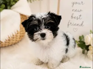 Yorkshire Terrier dogs Miniature Yorkshire Terrier Puppies (RARE BIEWER) - Advert 14