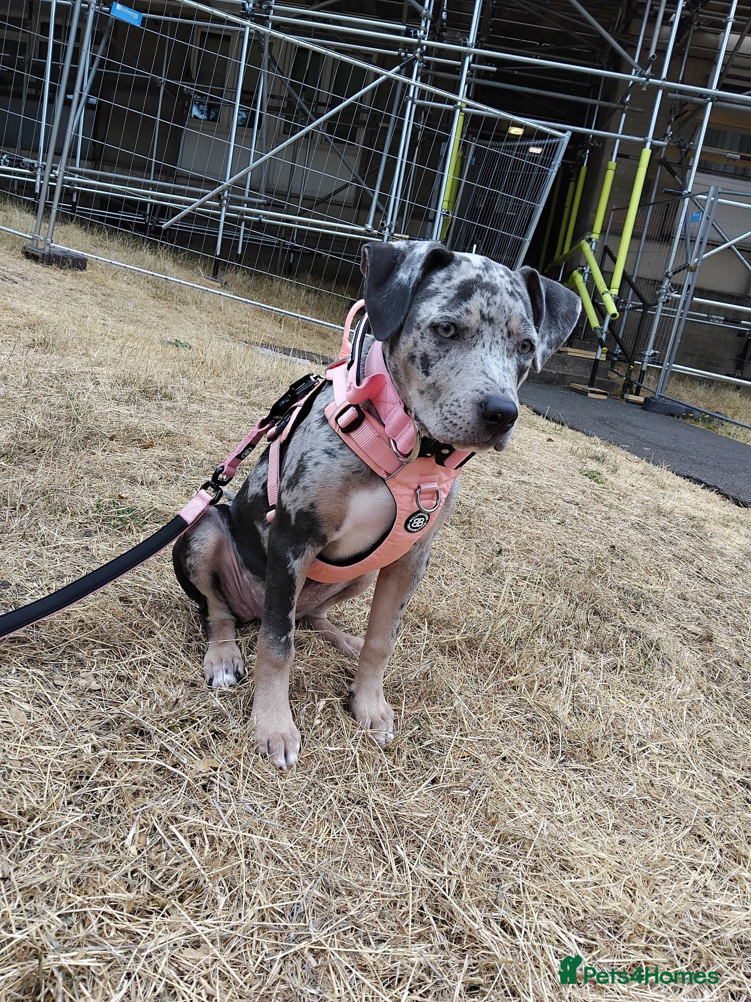 Staffordshire Bull Terrier dogs NALA very special home wanted - Advert 2