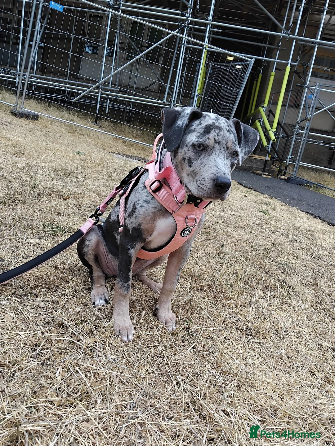 Staffordshire Bull Terrier dogs for sale: NALA very special home wanted in London - Advert 1