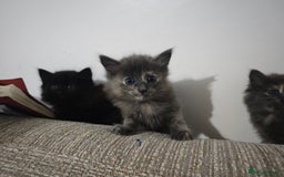 Nebelung cats for sale: Kittens  - Image 13