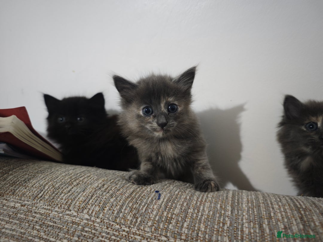 Nebelung cats for sale: Kittens  - Image 13