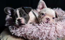 French Bulldog dogs for sale: 2 🟪 French bulldog mums carries fluffy‼️Ready now - Advert 1