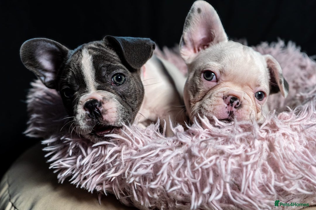 French Bulldog dogs for sale: 2 🟪 French bulldog mums carries fluffy‼️Ready now - Advert 1