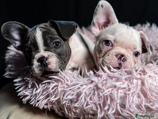 French Bulldog dogs - Advert 14