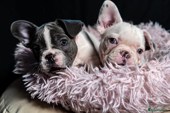 French Bulldog dogs - Advert 2