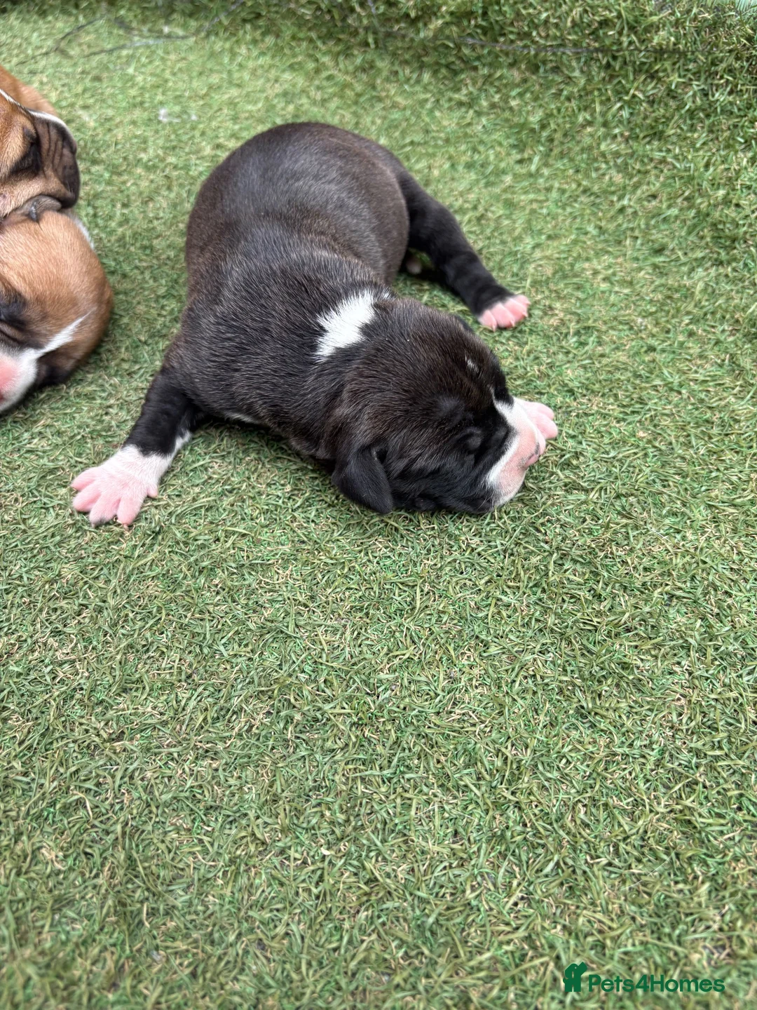 Staffordshire Bull Terrier dogs for sale: Staffy in Rotherham - Advert 8