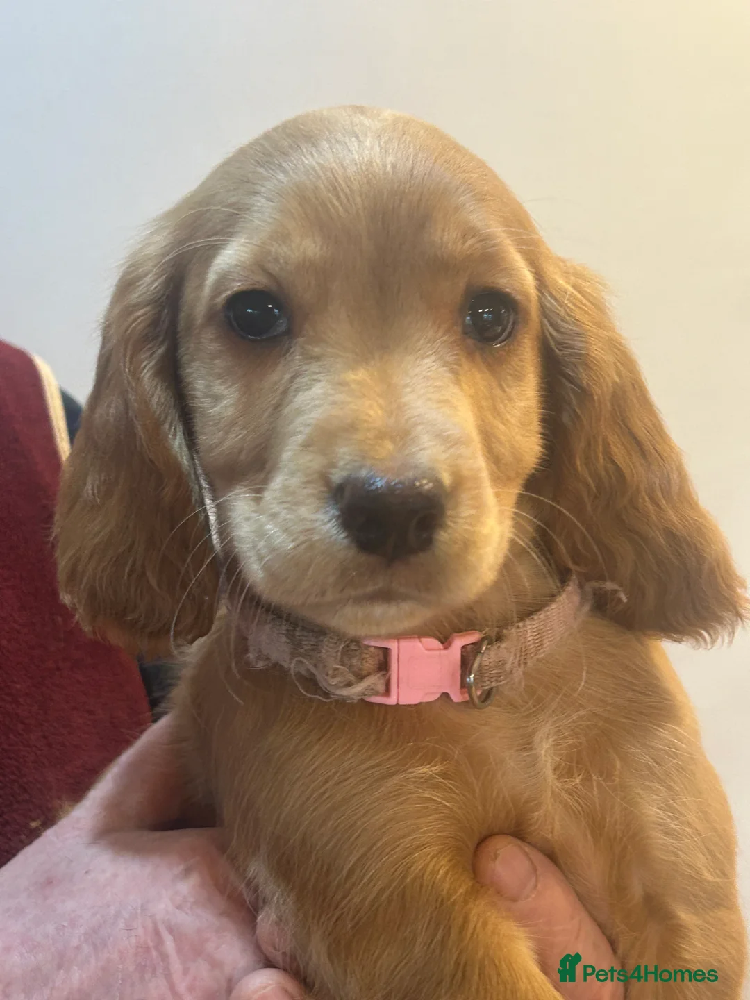Cocker Spaniel dogs for sale: Golden Working Cocker Spaniel litter - Advert 2