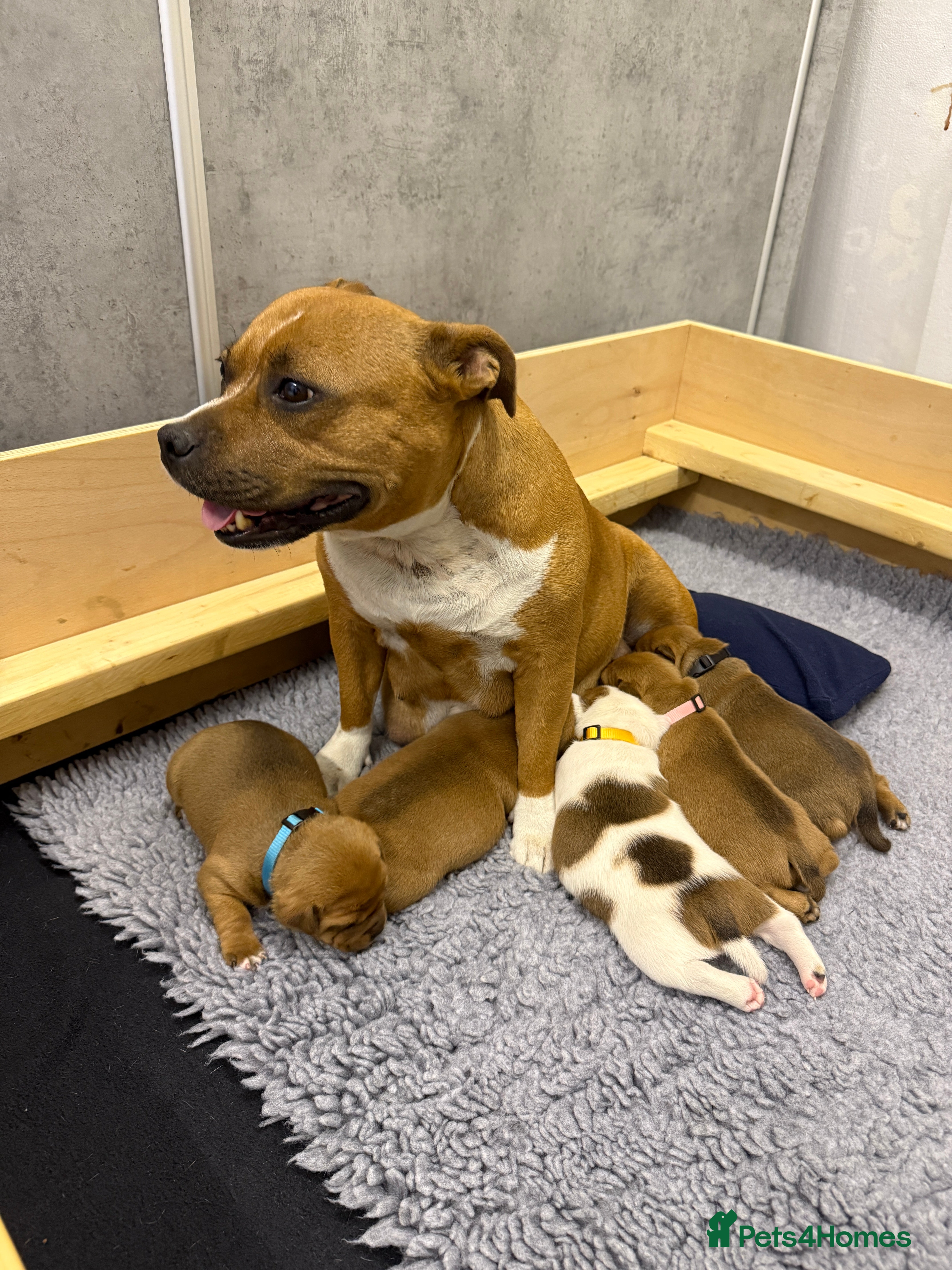 Staffordshire Bull Terrier dogs Exceptional Red &White Staffordshire Bull Terrier  - Advert 2