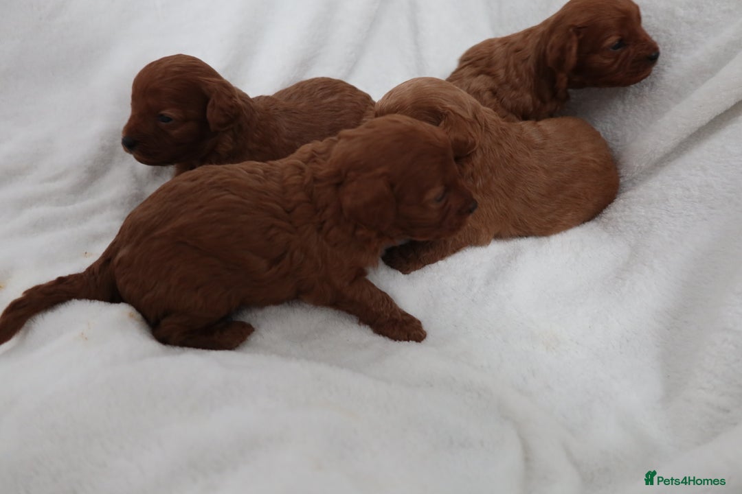 Cavapoo dogs for sale: 4 beautiful red cavapoo puppies available  - Advert 12