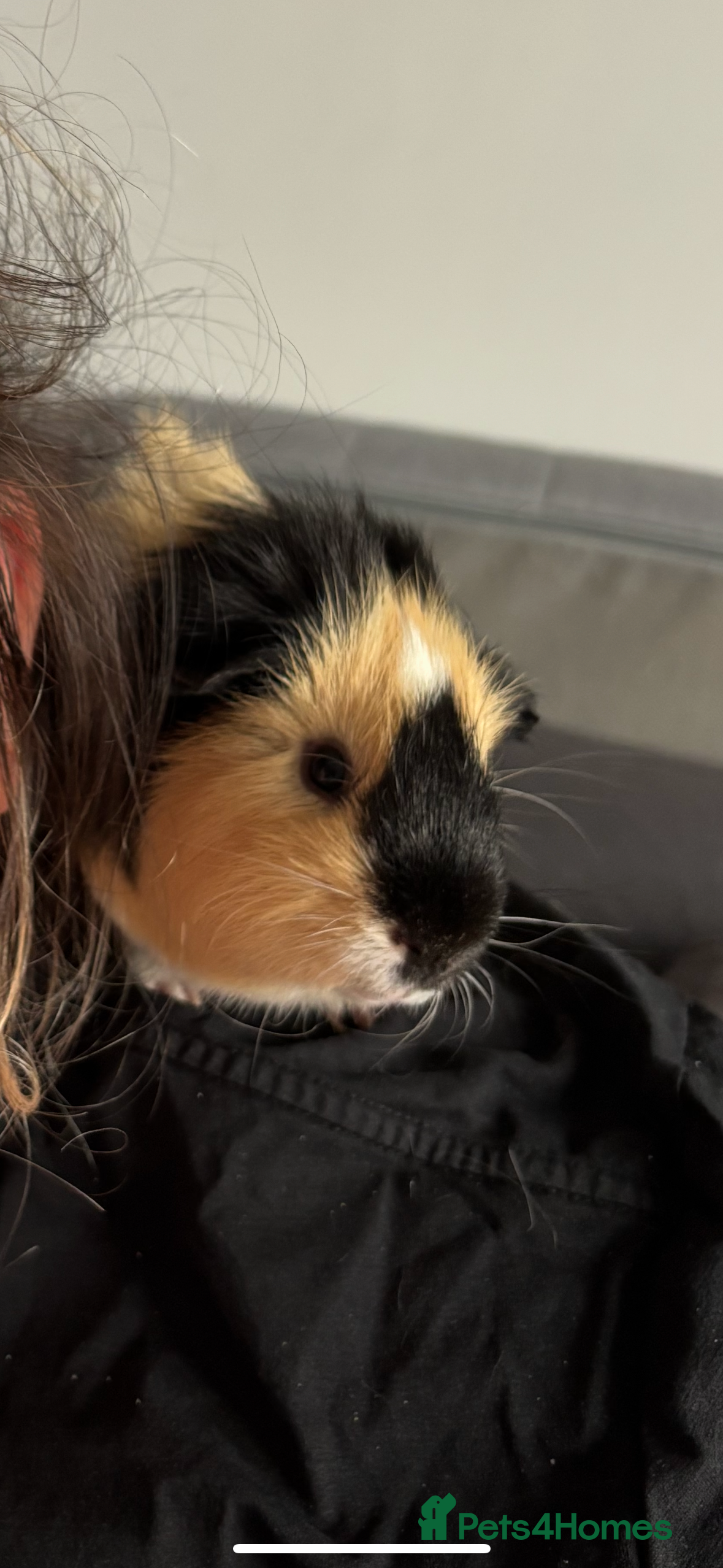 Guinea Pig rodents Guinea Pigs - Advert 14