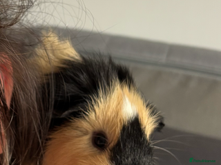 Guinea Pig rodents Guinea Pigs - Advert 14