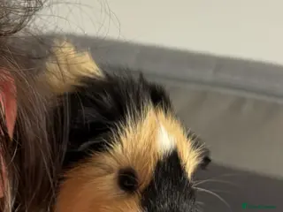 Guinea Pig rodents Guinea Pigs - Advert 20